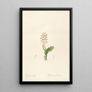 Pierre Joseph Redout - Les liliacees Pl17.webp