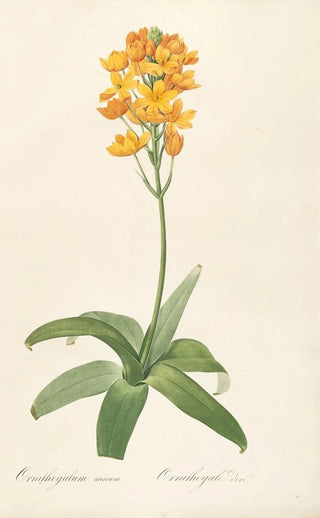 Pierre Joseph Redout - Les liliacees Pl19.webp