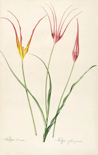 Pierre Joseph Redout - Les liliacees Pl24.webp