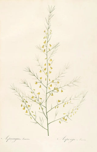 Pierre Joseph Redout - Les liliacees Pl25.webp