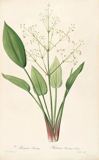 Pierre Joseph Redout - Les liliacees Pl31.webp