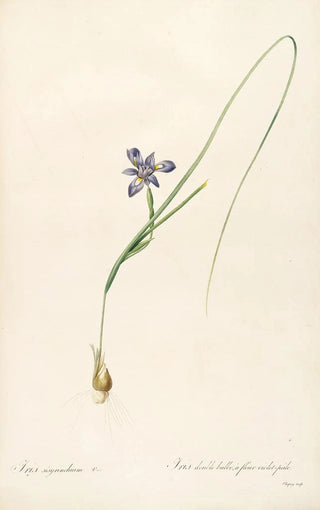 Pierre Joseph Redout - Les liliacees Pl37.webp