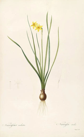 Pierre Joseph Redout - Les liliacees Pl38.webp