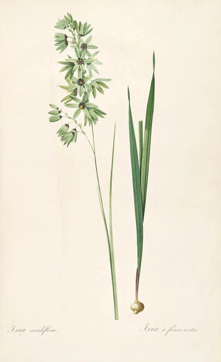 Pierre Joseph Redout - Les liliacees Pl45.webp