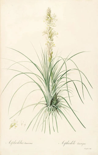 Pierre Joseph Redout - Les liliacees Pl49.webp