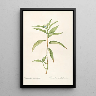 Pierre Joseph Redout - Les liliacees Pl51.webp