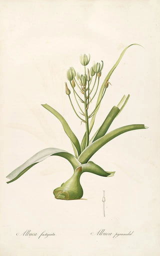 Pierre Joseph Redout - Les liliacees Pl53.webp