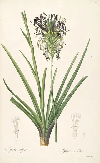 Pierre Joseph Redout - Les liliacees Pl64.webp