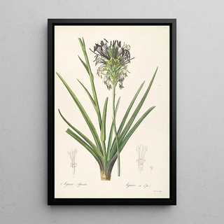 Pierre Joseph Redout - Les liliacees Pl64.webp