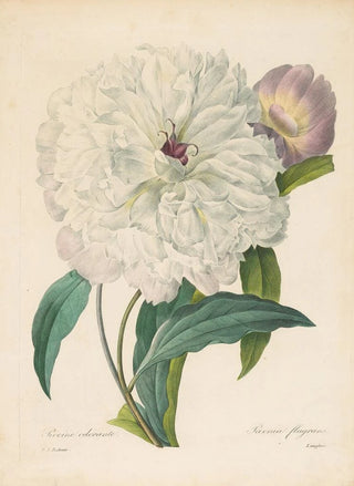Pierre Joseph Redout - Paeonia flagrans Peony.webp