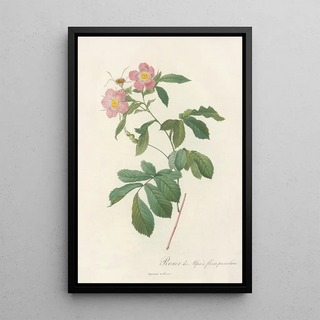 Pierre Joseph Redout - Rosa Alpina Flore Variegato.webp