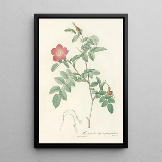 Pierre Joseph Redout - Rosa Alpina Pendulina.webp