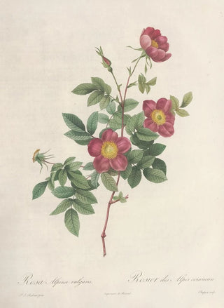 Pierre Joseph Redout - Rosa Alpina Vulgaris.webp