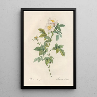 Pierre Joseph Redout - Rosa Andegavensis.webp