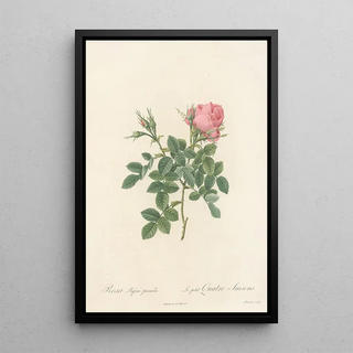 Pierre Joseph Redout - Rosa Bifera Pumila.webp