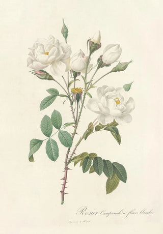 Pierre Joseph Redout - Rosa Campanulata Alba.webp