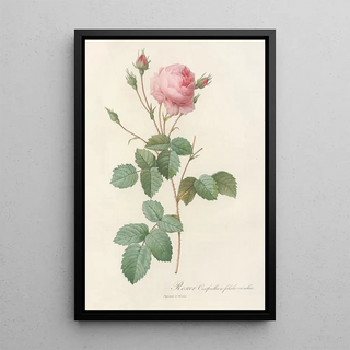 Pierre Joseph Redout - Rosa Centifolia Crenata.webp