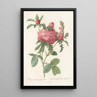 Pierre Joseph Redout - Rosa Centifolia Prolifera Foliacea.webp