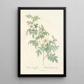 Pierre Joseph Redout - Rosa Clynophylla.webp