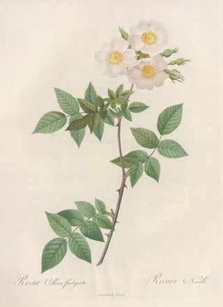 Pierre Joseph Redout - Rosa Collina Fastigiata.webp
