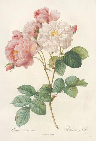 Pierre Joseph Redout - Rosa Damascena.webp