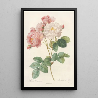 Pierre Joseph Redout - Rosa Damascena.webp