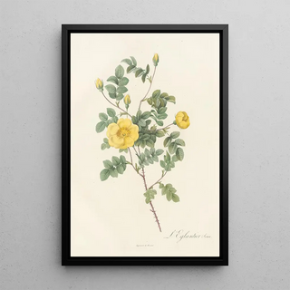 Pierre Joseph Redout - Rosa Eglanteria Luteola.webp