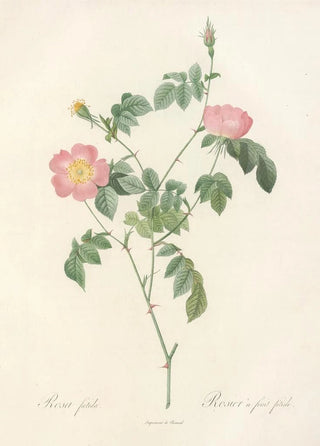 Pierre Joseph Redout - Rosa Foetida.webp