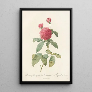 Pierre Joseph Redout - Rosa Gallica Agatha Var Delphiniana.webp