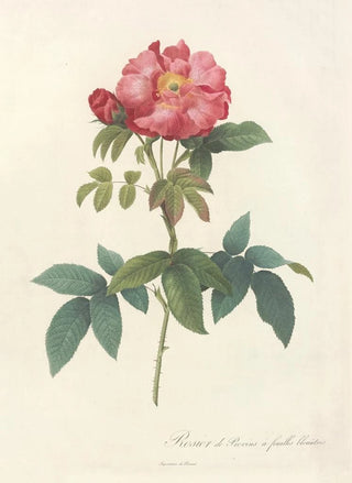 Pierre Joseph Redout - Rosa Gallica Caerulea.webp