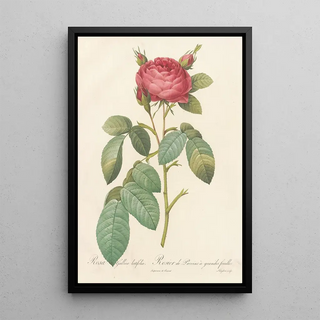 Pierre Joseph Redout - Rosa Gallica Latifolia.webp