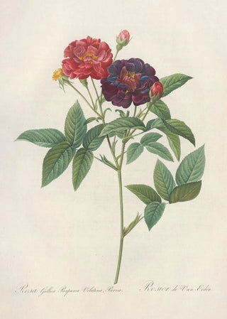 Pierre Joseph Redout - Rosa Gallica Purpurea Velutina.webp
