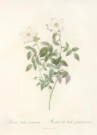 Pierre Joseph Redout - Rosa Indica Acuminata.webp