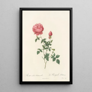 Pierre Joseph Redout - Rosa Indica Automnalis.webp