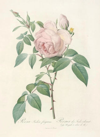Pierre Joseph Redout - Rosa Indica Fragrans.webp