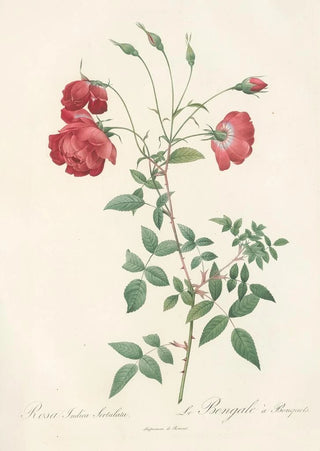 Pierre Joseph Redout - Rosa Indica Sertulata.webp