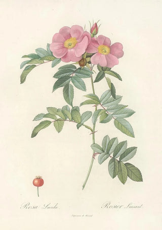Pierre Joseph Redout - Rosa Lucida.webp