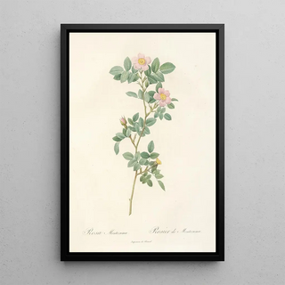 Pierre Joseph Redout - Rosa Montezuma.webp