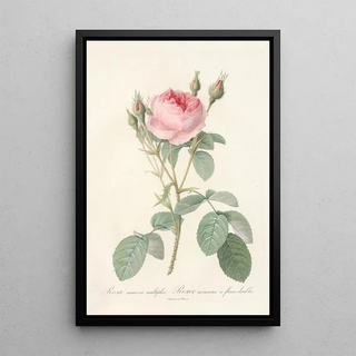 Pierre Joseph Redout - Rosa Muscosa Multiplex.webp