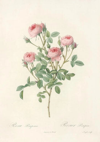Pierre Joseph Redout - Rosa Pomponia.webp