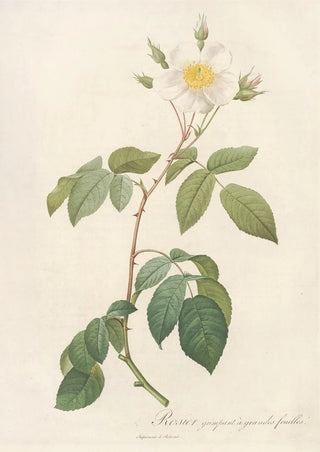 Pierre Joseph Redout - Rosa Sempervirens Latifolia.webp