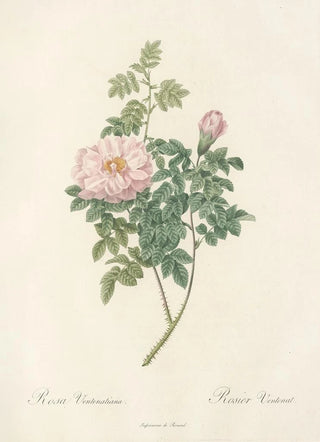 Pierre Joseph Redout - Rosa Ventenatiana.webp
