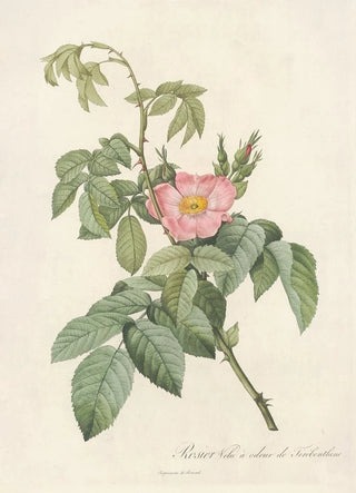 Pierre Joseph Redout - Rosa Villosa Therebenthina.webp