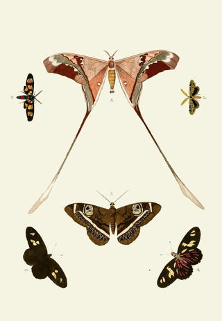 Pieter Cramer - De uitlandsche kapellen voorkomende in de drie waerelddeelen Asia Africa en America pl13.webp