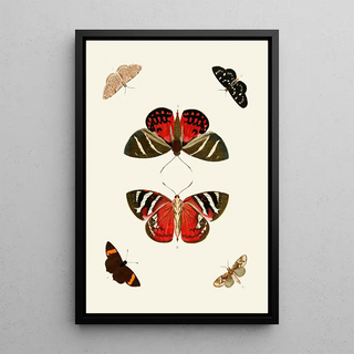 Pieter Cramer - De uitlandsche kapellen voorkomende in de drie waerelddeelen Asia Africa en America pl18.webp