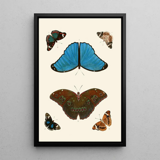 Pieter Cramer - De uitlandsche kapellen voorkomende in de drie waerelddeelen Asia Africa en America pl21.webp