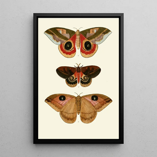 Pieter Cramer - De uitlandsche kapellen voorkomende in de drie waerelddeelen Asia Africa en America pl64.webp