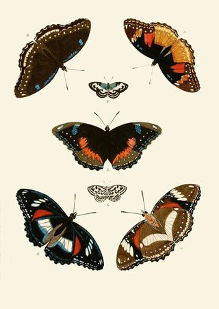 Pieter Cramer - De uitlandsche kapellen voorkomende in de drie waerelddeelen Asia Africa en America pl67.webp