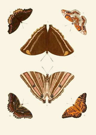 Pieter Cramer - De uitlandsche kapellen voorkomende in de drie waerelddeelen Asia Africa en America pl69.webp