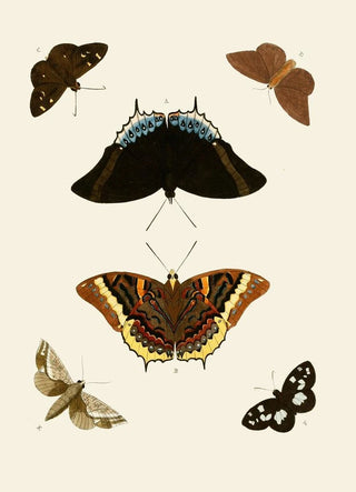 Pieter Cramer - De uitlandsche kapellen voorkomende in de drie waerelddeelen Asia Africa en America pl74.webp